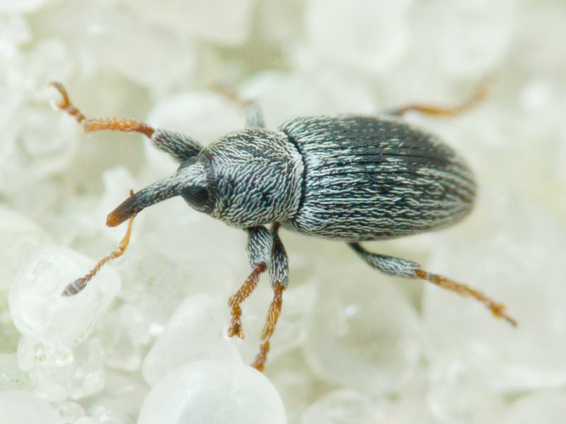 Tychius picirostris (Fabricius, 1787)